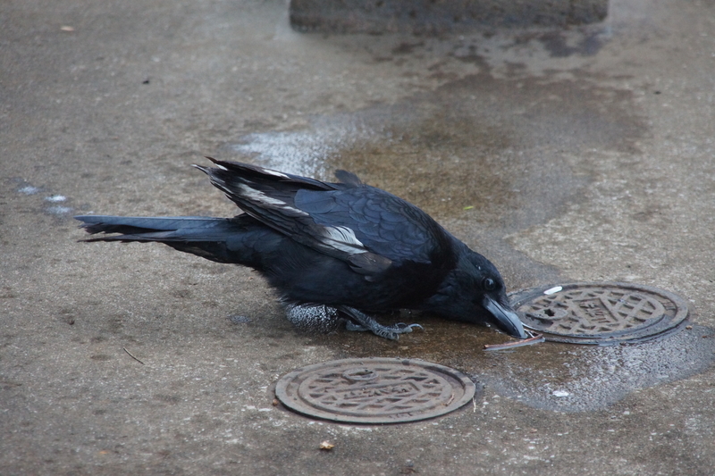 f:id:goldhead:20210328182211j:plain