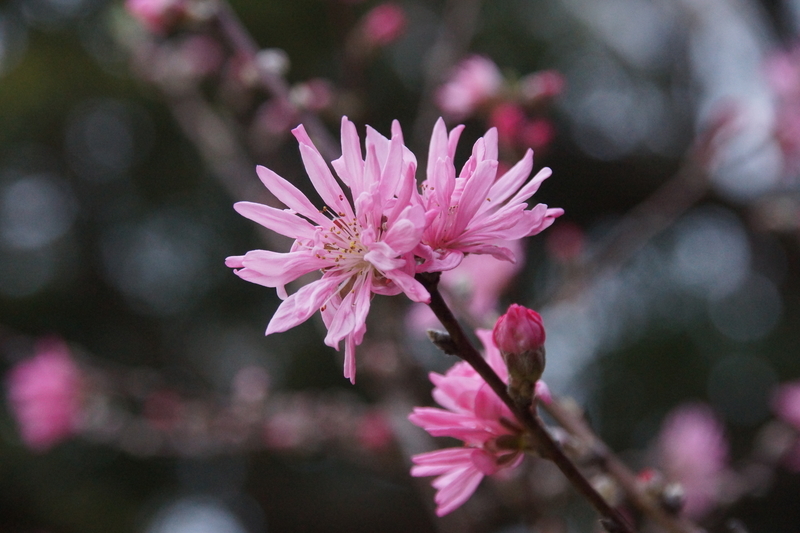 f:id:goldhead:20210328182249j:plain