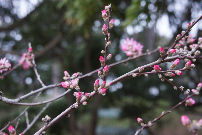 f:id:goldhead:20210328182308j:plain