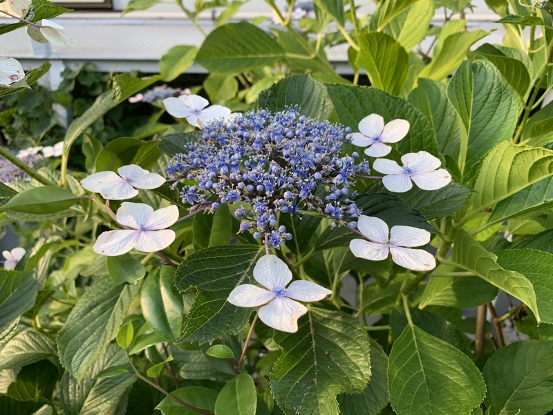 f:id:goldhead:20210612183426j:plain