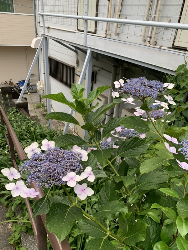 f:id:goldhead:20210612183439j:plain