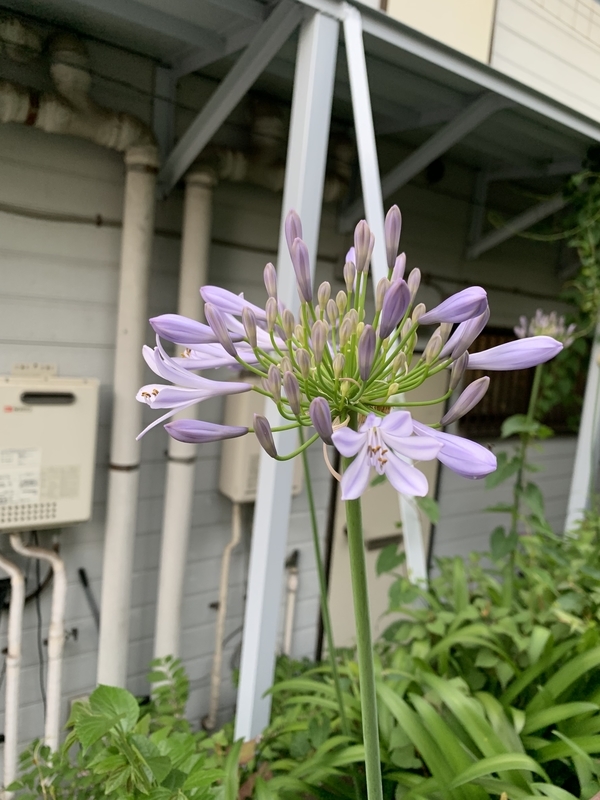 f:id:goldhead:20210621202735j:plain