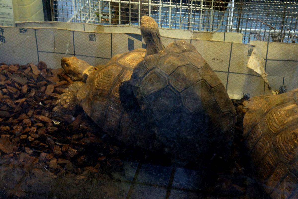 f:id:goldhead:20211007132305j:plain