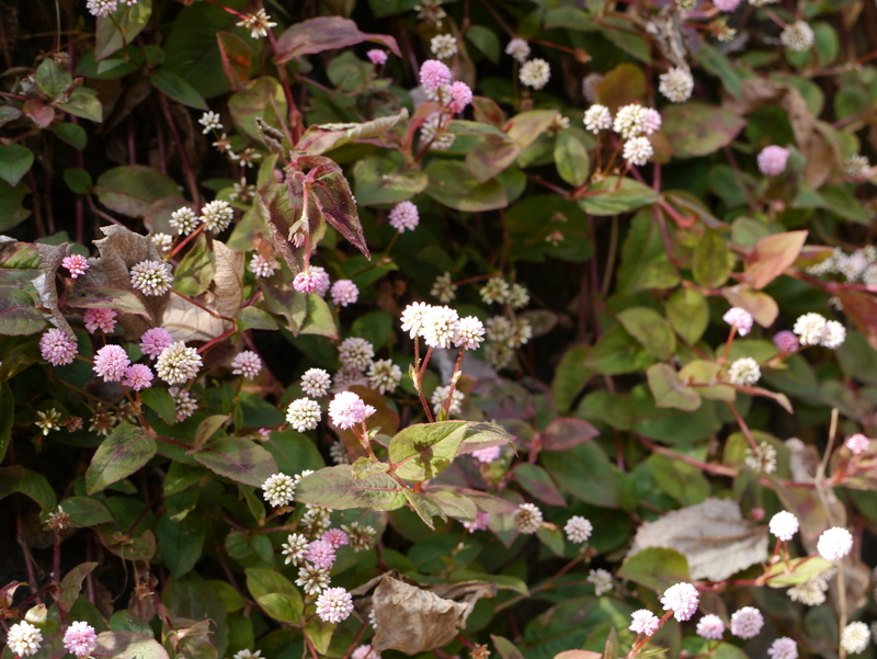 f:id:goldhead:20220102163045j:plain