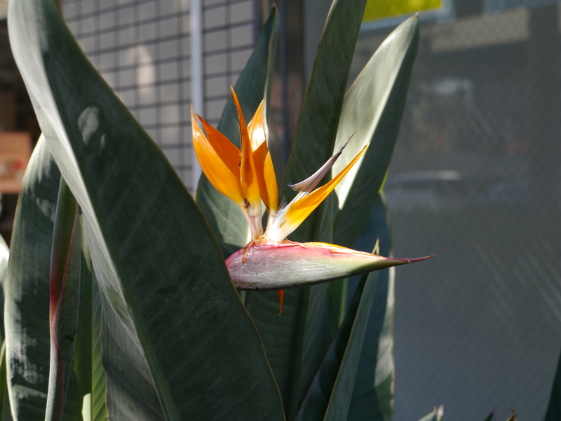 f:id:goldhead:20220102163132j:plain