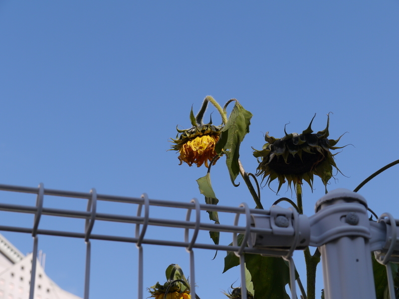 f:id:goldhead:20220102163157j:plain