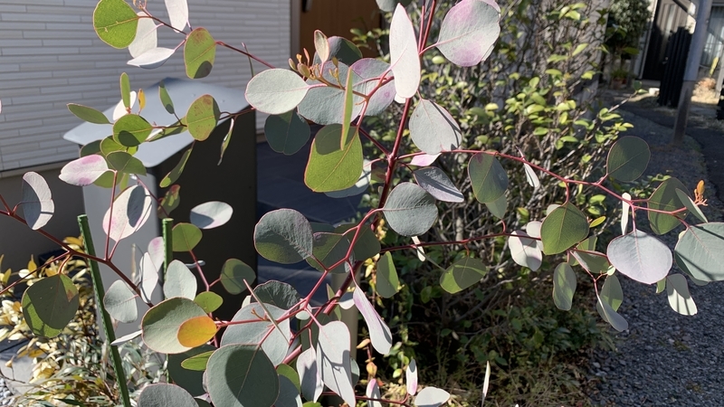 f:id:goldhead:20220211171251j:plain