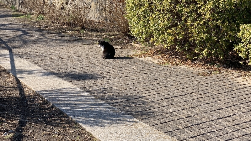 f:id:goldhead:20220211172334j:plain