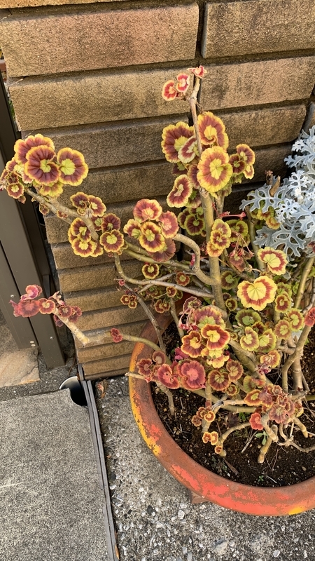 f:id:goldhead:20220211173944j:plain