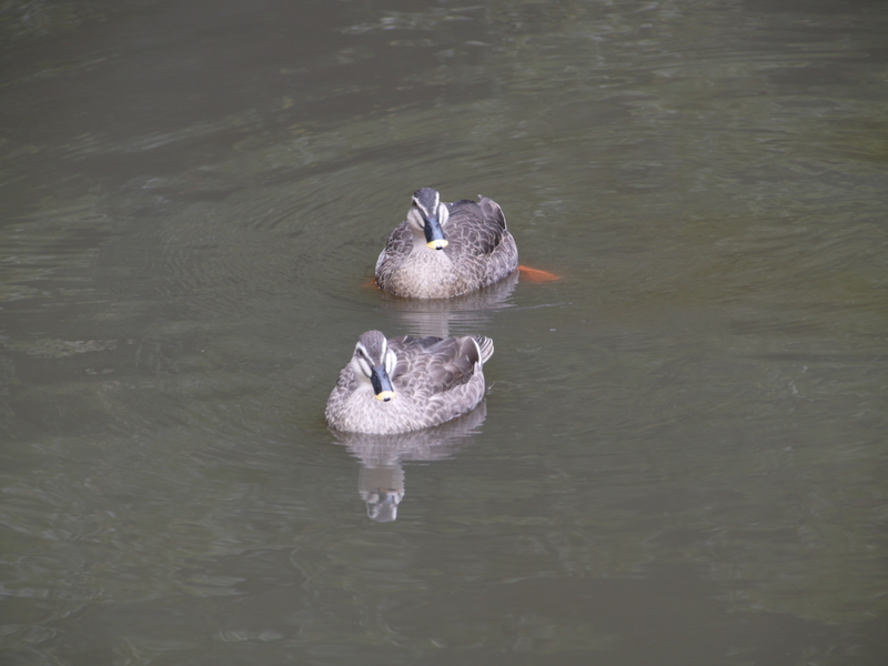 f:id:goldhead:20220220172440j:plain