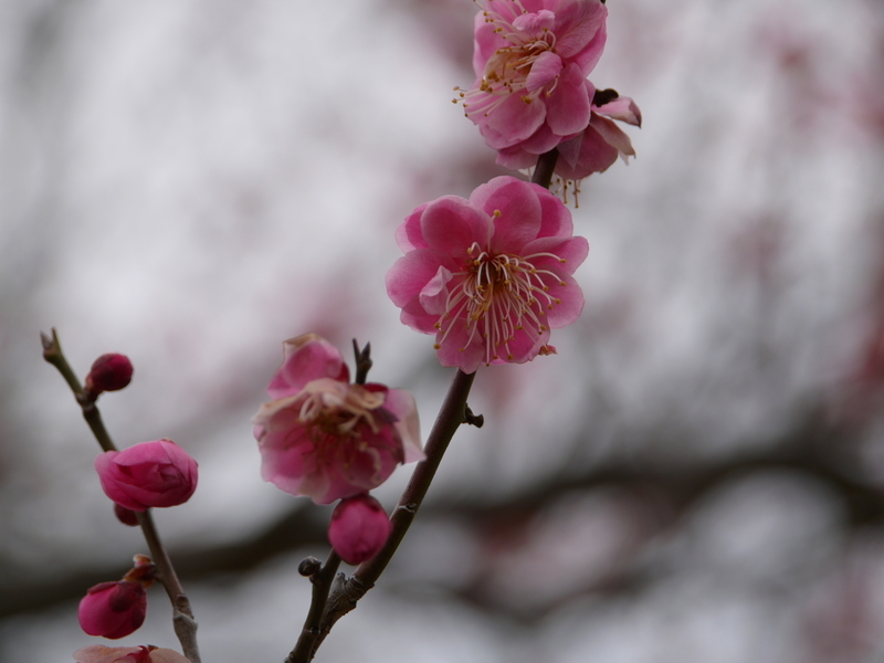 f:id:goldhead:20220220172457j:plain