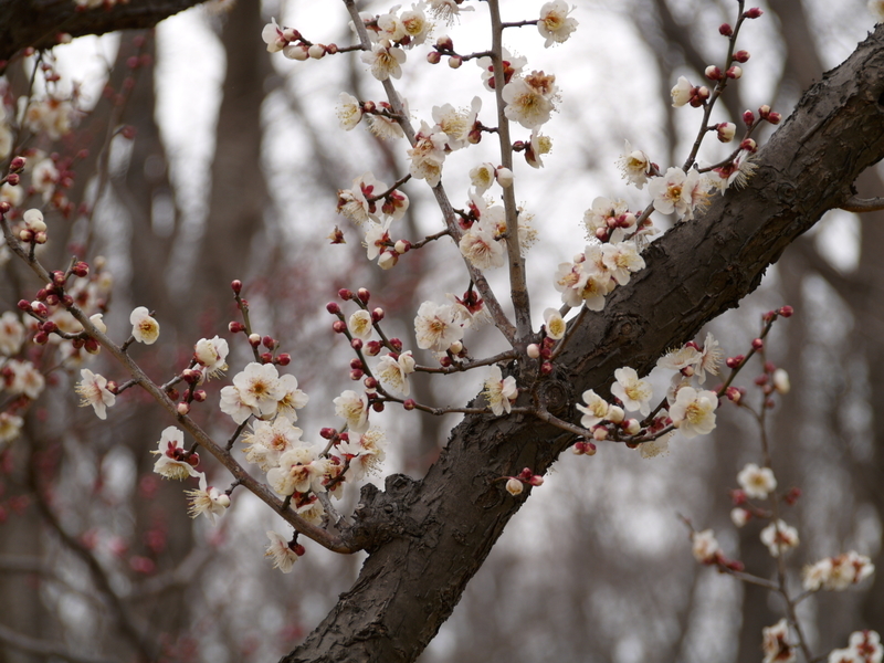 f:id:goldhead:20220220172506j:plain