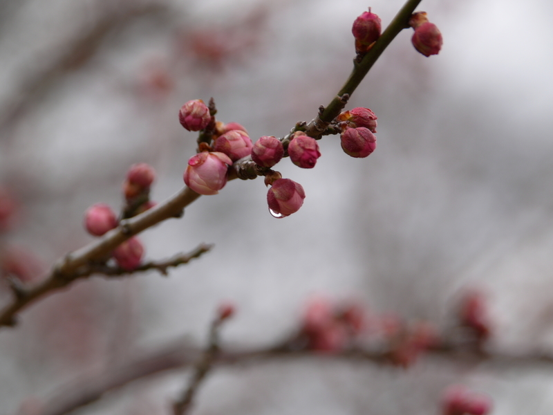 f:id:goldhead:20220220172514j:plain