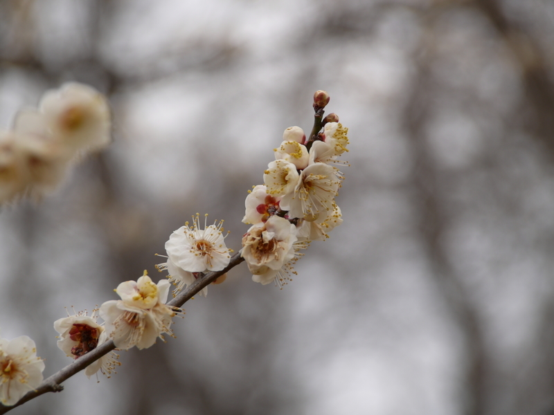 f:id:goldhead:20220220172522j:plain