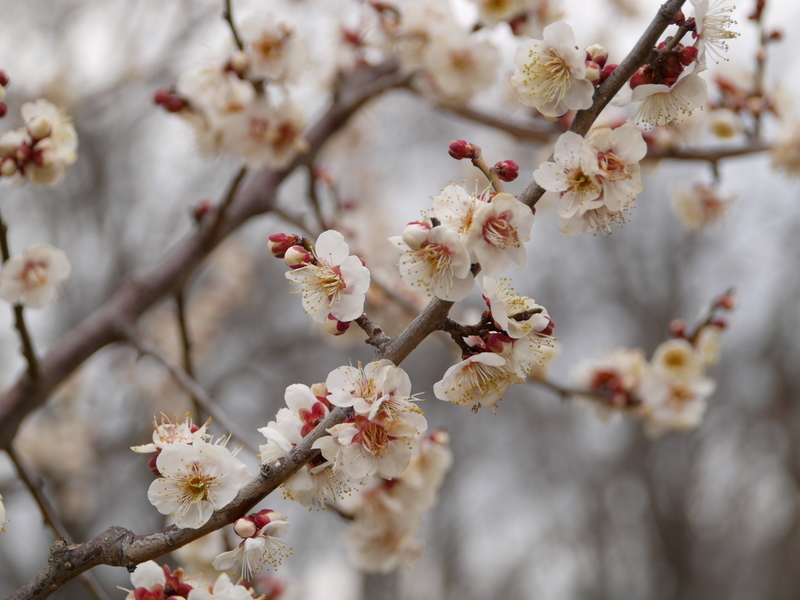 f:id:goldhead:20220220172530j:plain