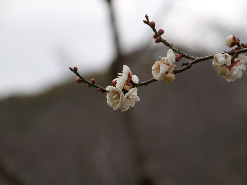 f:id:goldhead:20220220172540j:plain