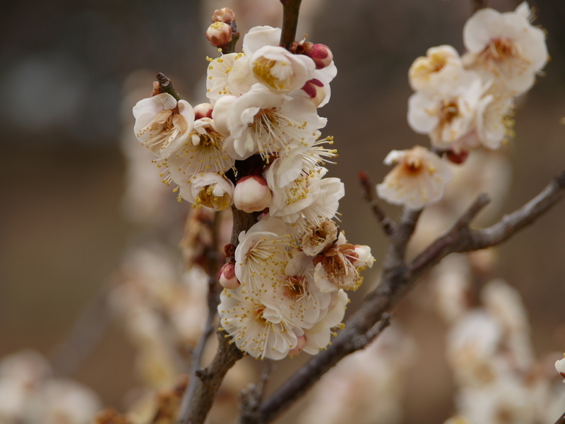 f:id:goldhead:20220220172550j:plain