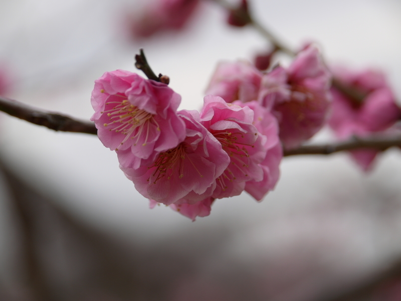 f:id:goldhead:20220220172558j:plain