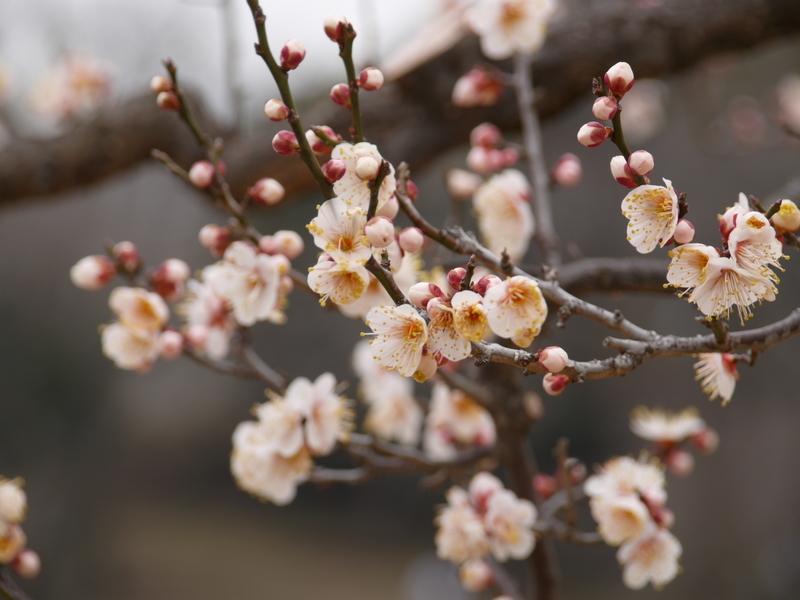 f:id:goldhead:20220220172607j:plain