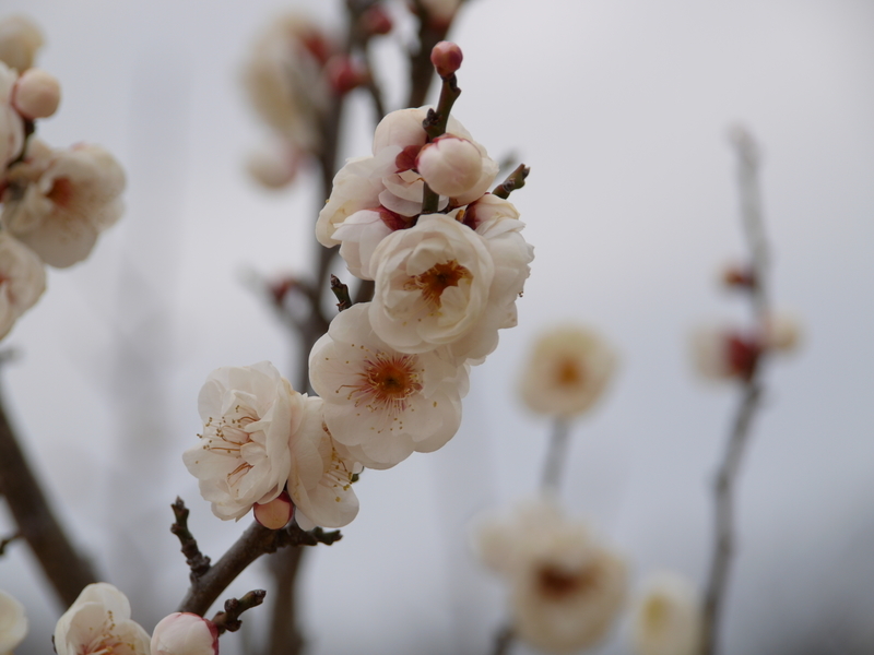 f:id:goldhead:20220220172617j:plain