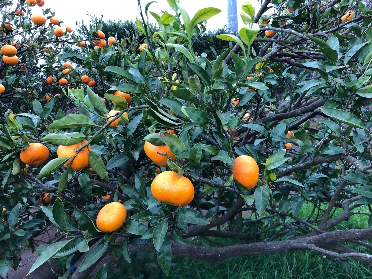 f:id:goldmf:20191109144051j:plain f:id:goldmf:20191109144051j:plain