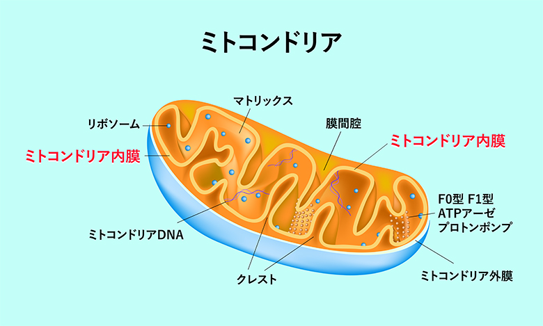 f:id:goldnanorods:20210130003441p:plain
