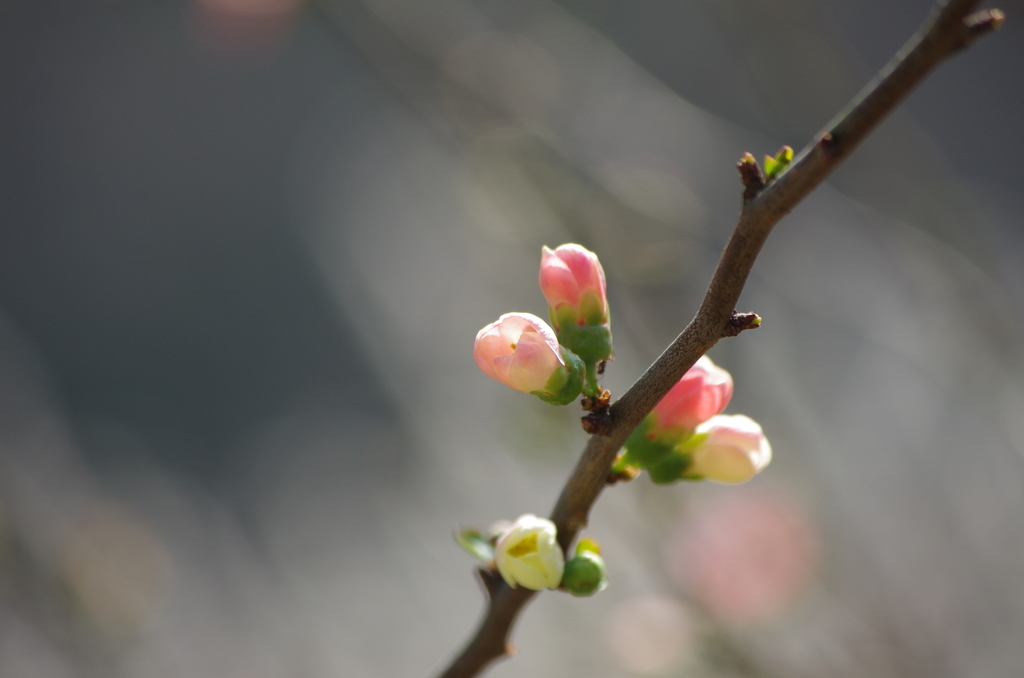 f:id:goldsword:20190308003501j:plain