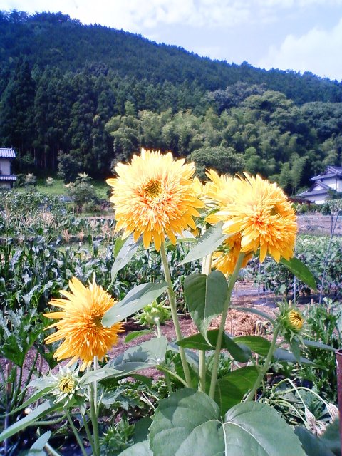 イメージ 2