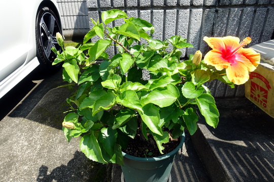 f:id:golfgti05:20190817122136j:plain