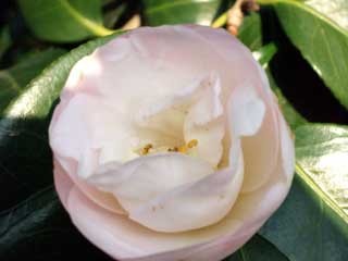 f:id:golgo139:20061229005723j:image f:id:golgo139:20061229005723j:image