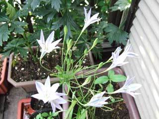 f:id:golgo139:20070617213404j:image