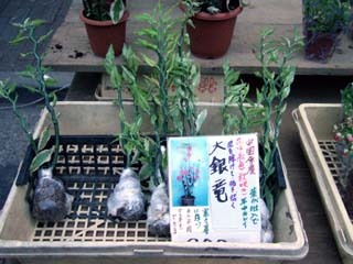 f:id:golgo139:20070630170827j:image f:id:golgo139:20070630170827j:image