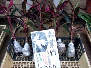 f:id:golgo139:20070630170839j:image f:id:golgo139:20070630170839j:image