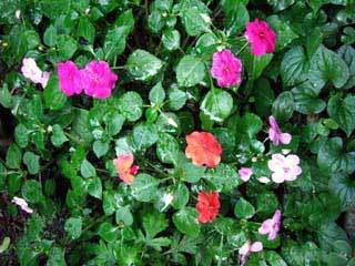 f:id:golgo139:20070806001415j:image