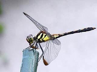 f:id:golgo139:20090720180801j:image