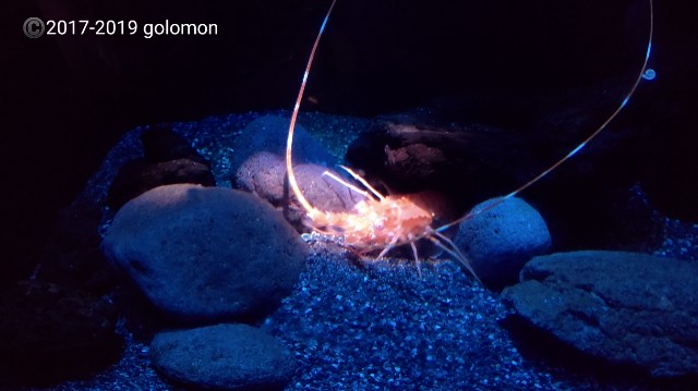 f:id:golomon:20191006165158j:image