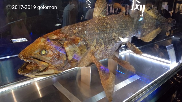 f:id:golomon:20191009210921j:image
