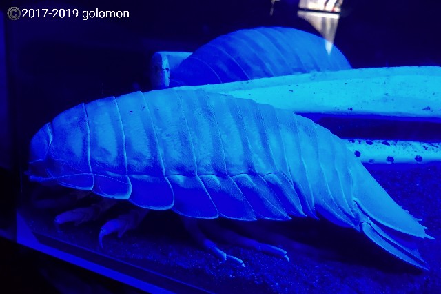 f:id:golomon:20191009212000j:image