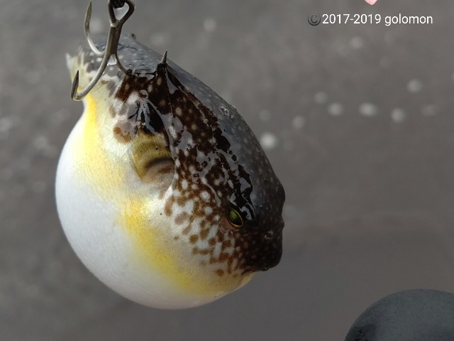 f:id:golomon:20191022184302j:image f:id:golomon:20191022184302j:image