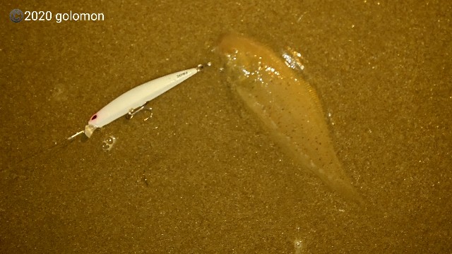 f:id:golomon:20201123163916j:image