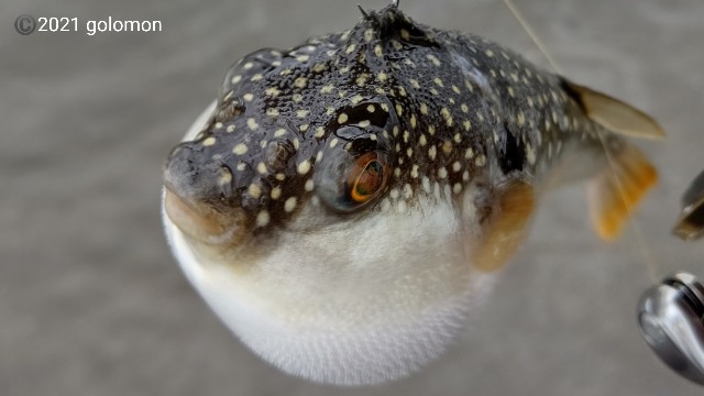 f:id:golomon:20210701095430j:image f:id:golomon:20210701095430j:image