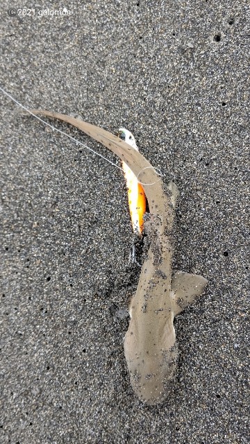 f:id:golomon:20210701095648j:image f:id:golomon:20210701095648j:image