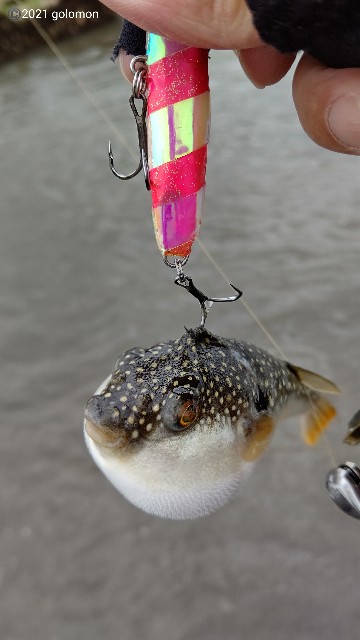 f:id:golomon:20210701095711j:image f:id:golomon:20210701095711j:image