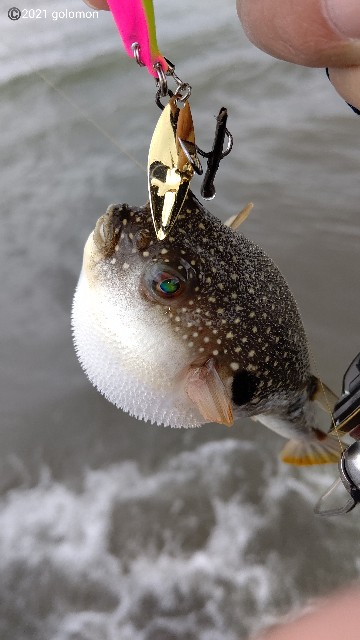 f:id:golomon:20210701095722j:image f:id:golomon:20210701095722j:image