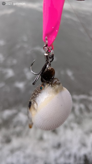 f:id:golomon:20210701095749j:image f:id:golomon:20210701095749j:image