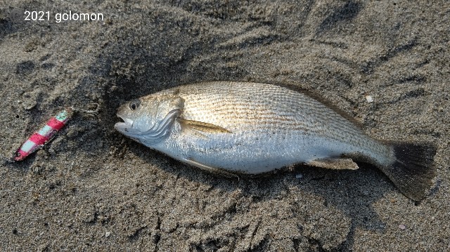 f:id:golomon:20210711122007j:image f:id:golomon:20210711122007j:image