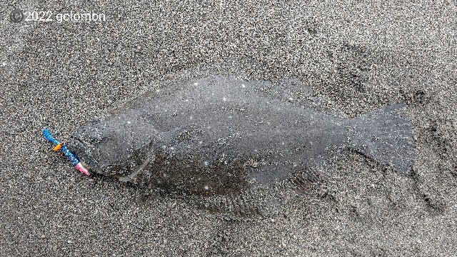 f:id:golomon:20220612111742j:image f:id:golomon:20220612111742j:image