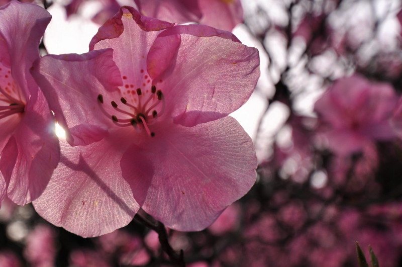 f:id:golvy0428:20120429162010j:image:w350:left