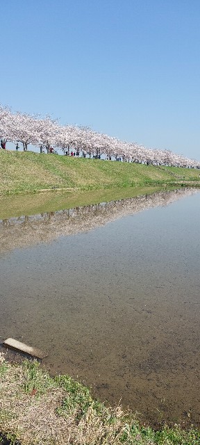 f:id:gomangoman:20230411082926j:image
