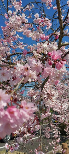 f:id:gomangoman:20230411083010j:image